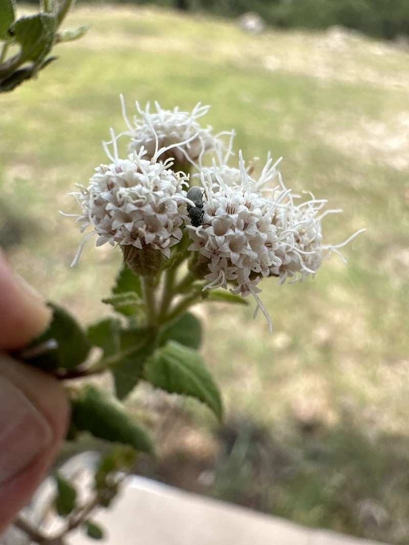 Ageratina scorodonioides photo 7