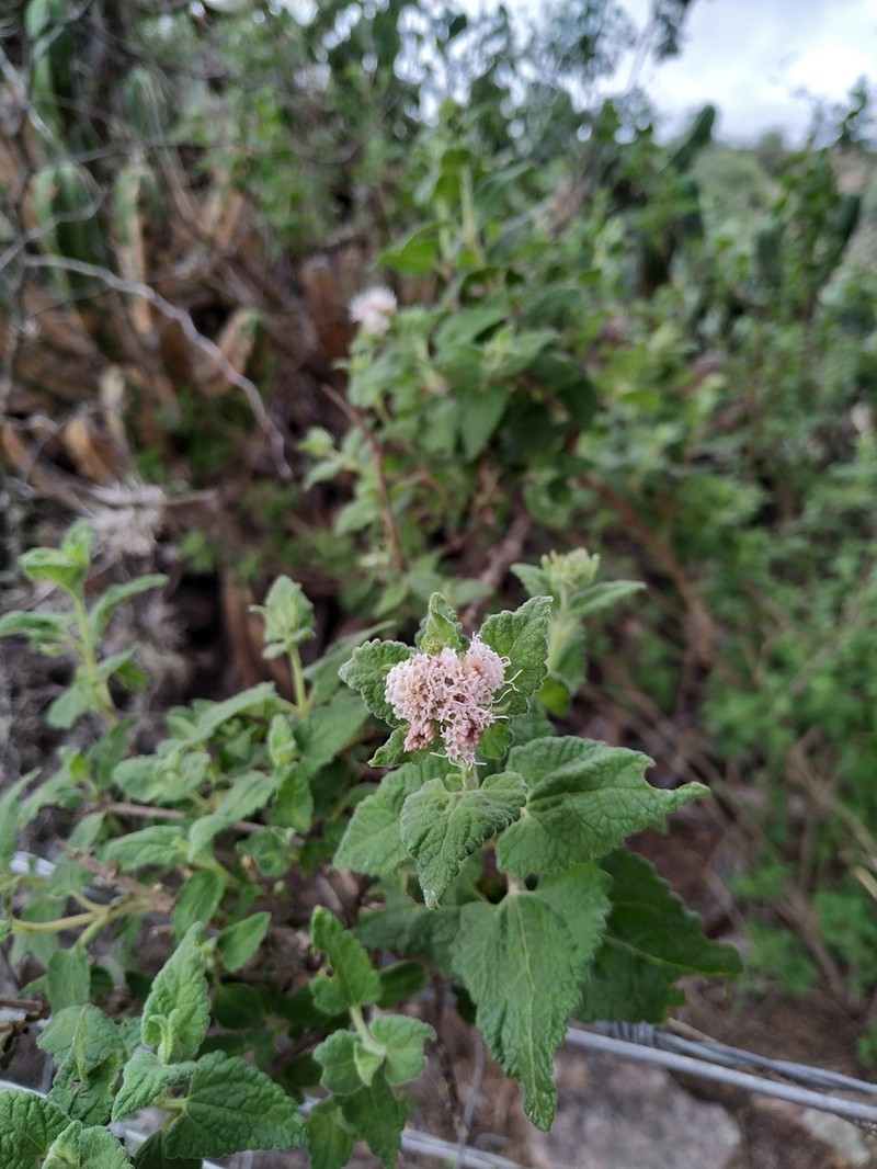 Ageratina scorodonioides photo 8