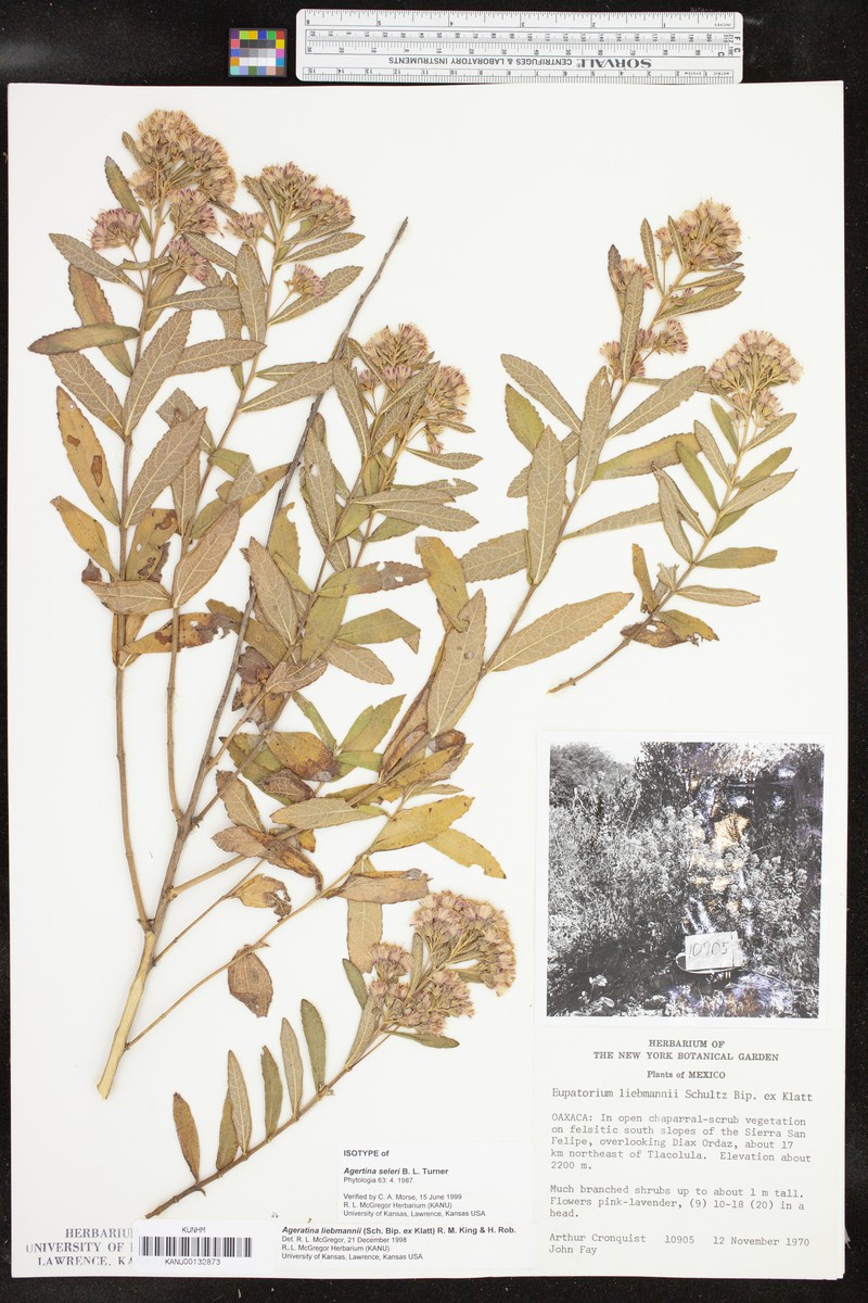 Ageratina seleri