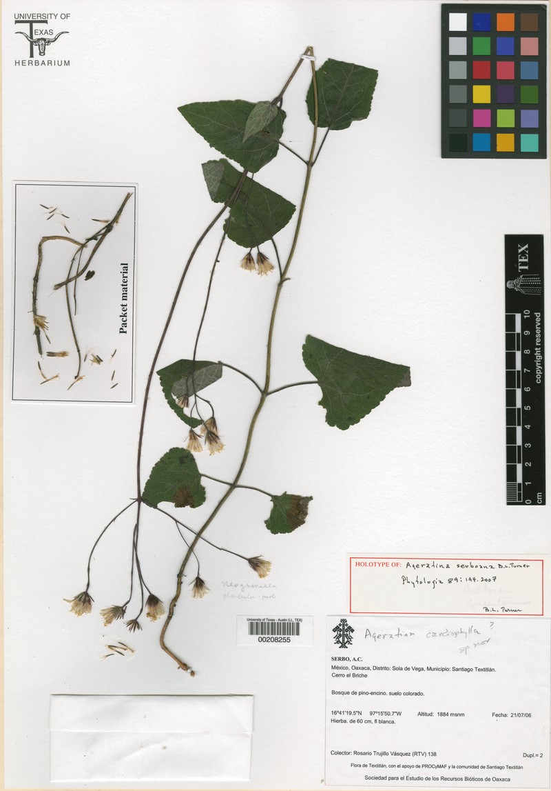 Ageratina serboana