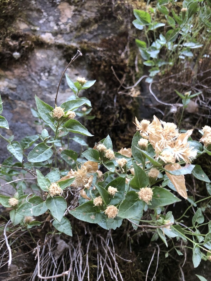 Shasta Snakeroot photo 2