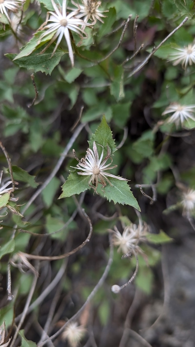 Shasta Snakeroot photo 3
