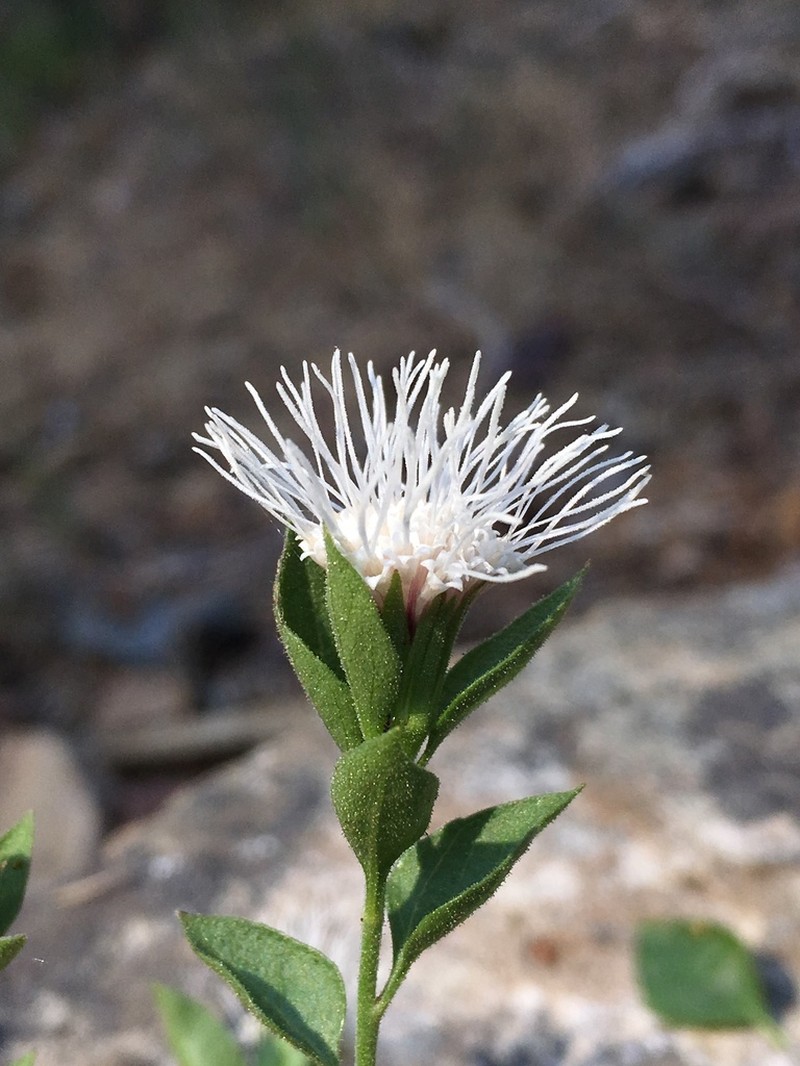 Shasta Snakeroot photo 4