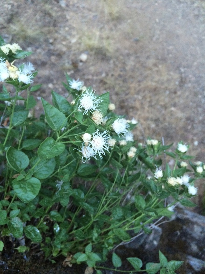 Shasta Snakeroot photo 5