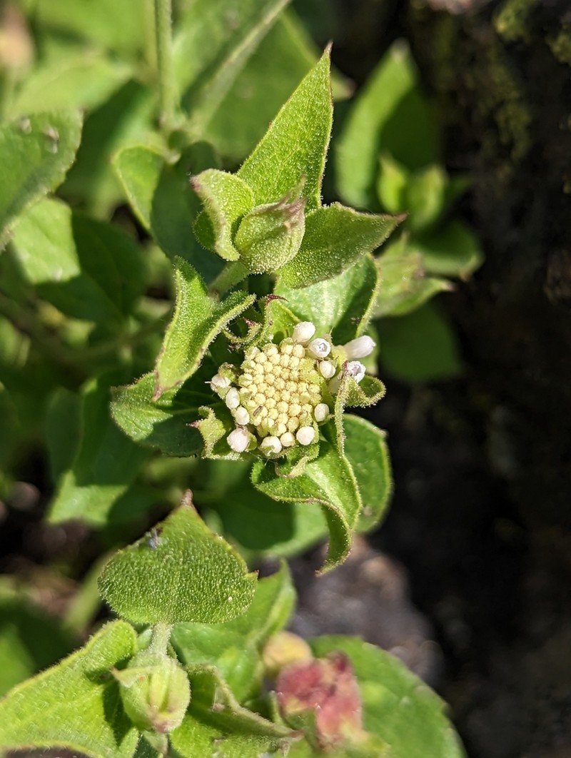 Shasta Snakeroot photo 6