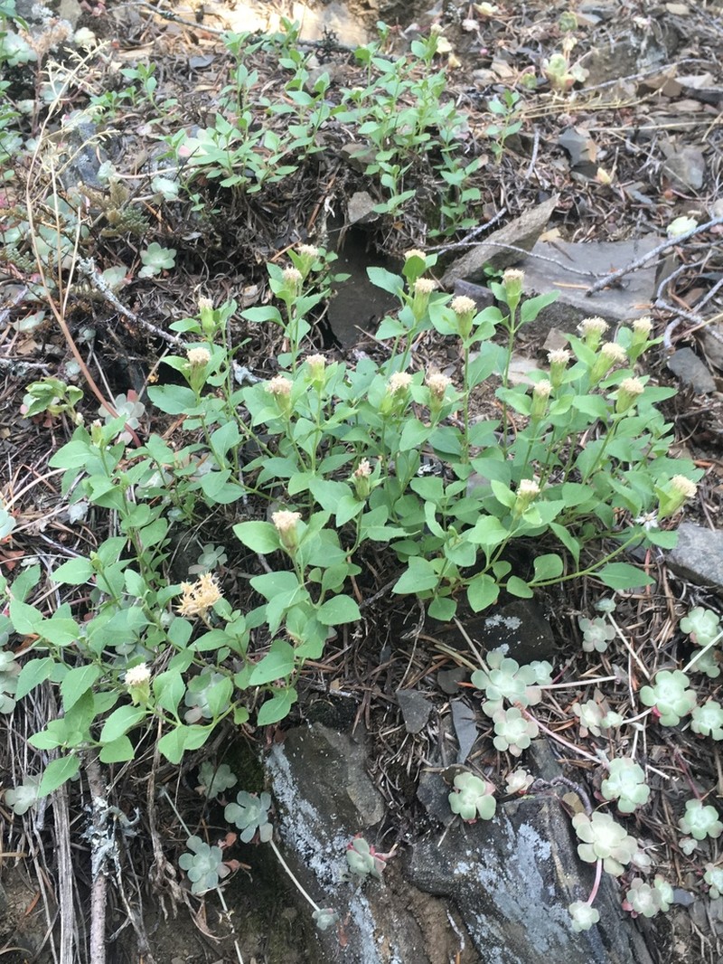 Shasta Snakeroot photo 7