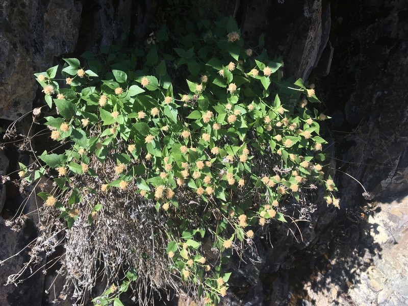 Shasta Snakeroot photo 8