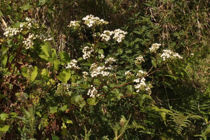 Ageratina sodiroi