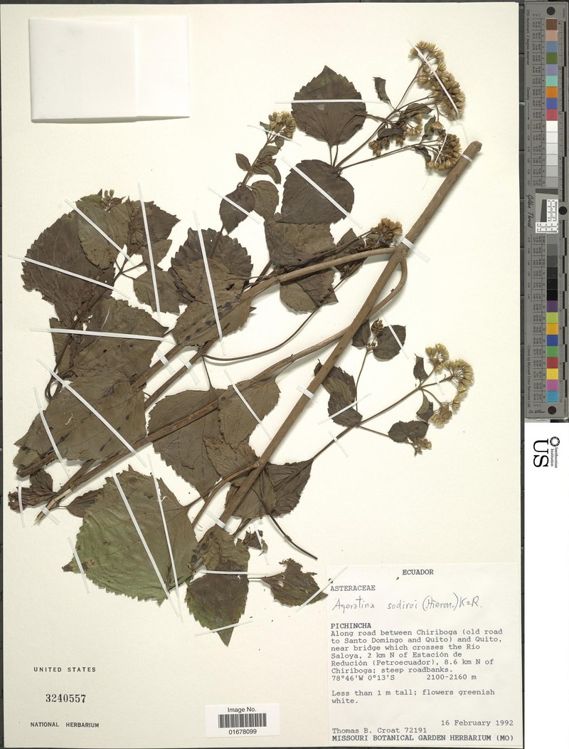 Ageratina sodiroi photo 2