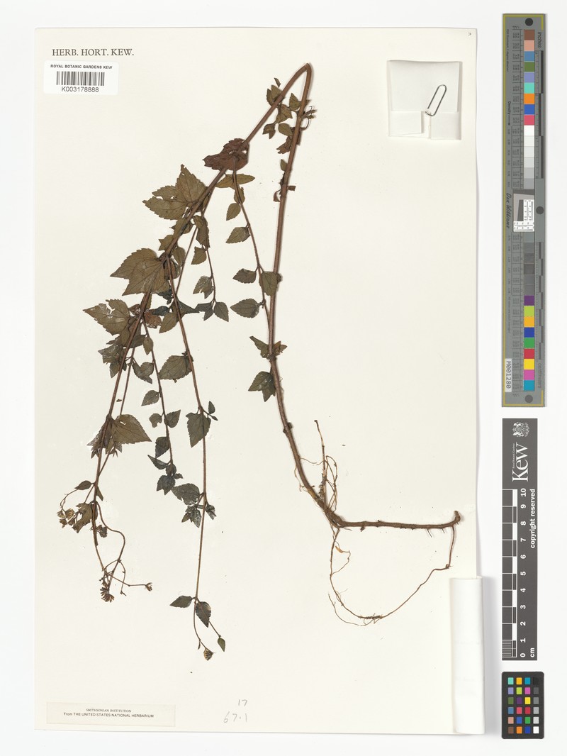 Ageratina sodiroi photo 3