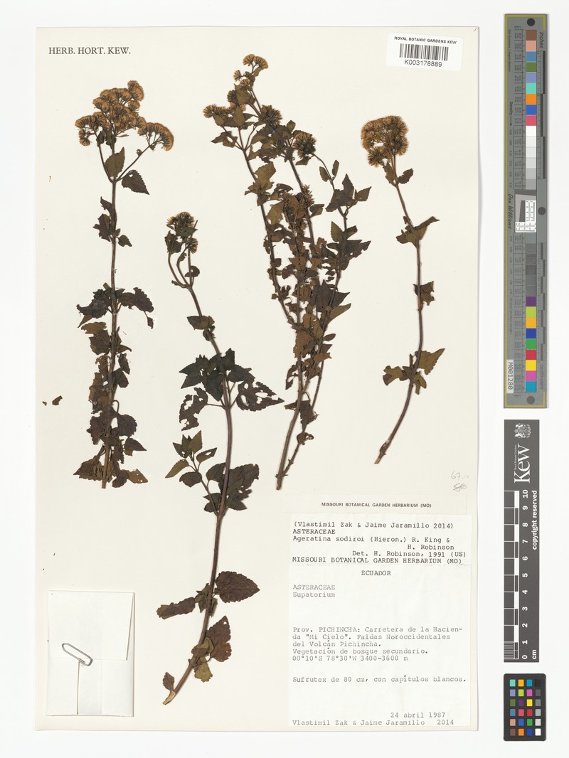 Ageratina sodiroi photo 4