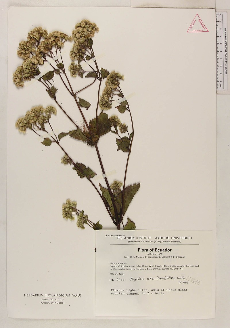 Ageratina sodiroi