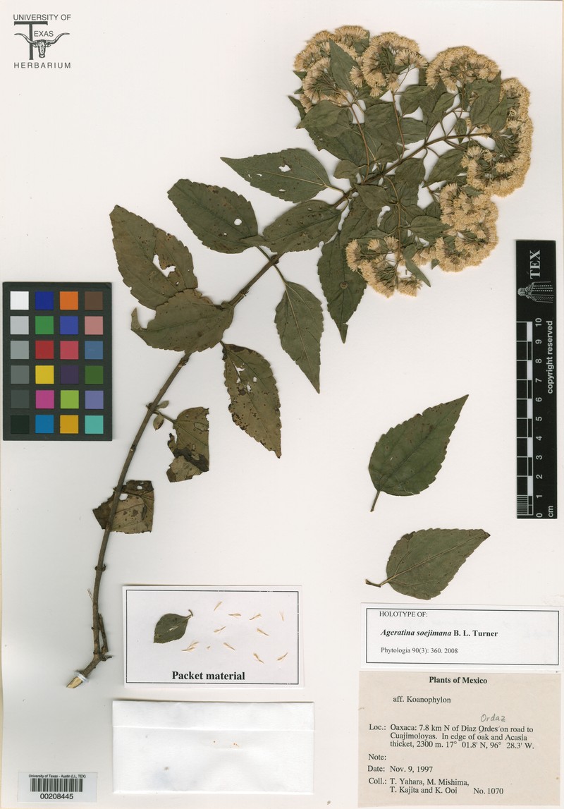 Ageratina soejimana