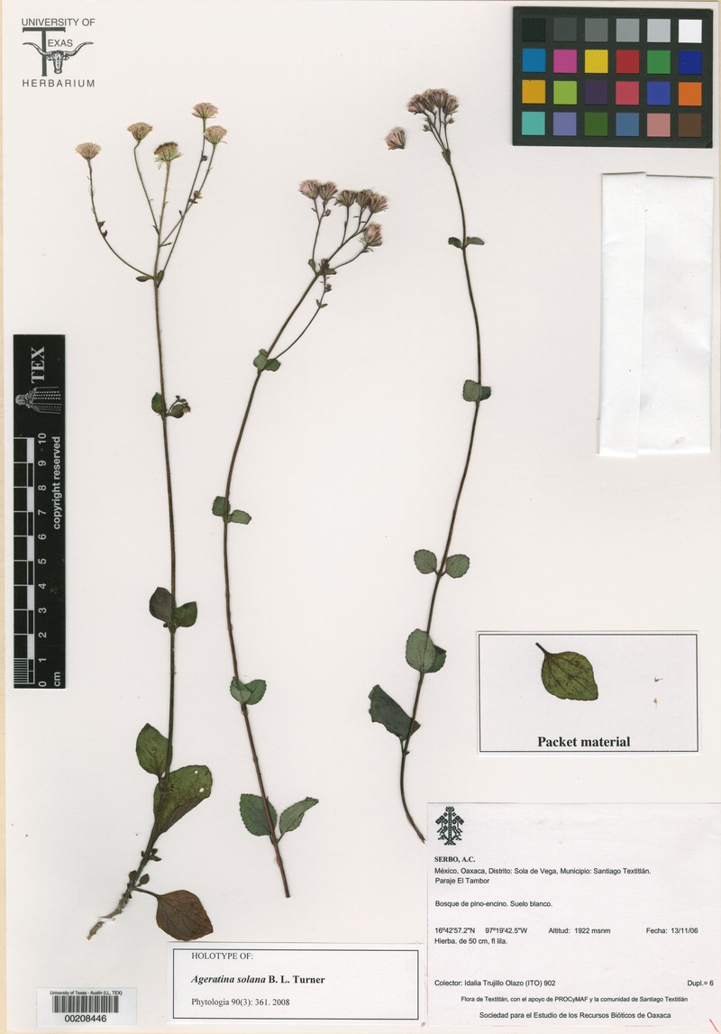 Ageratina solana