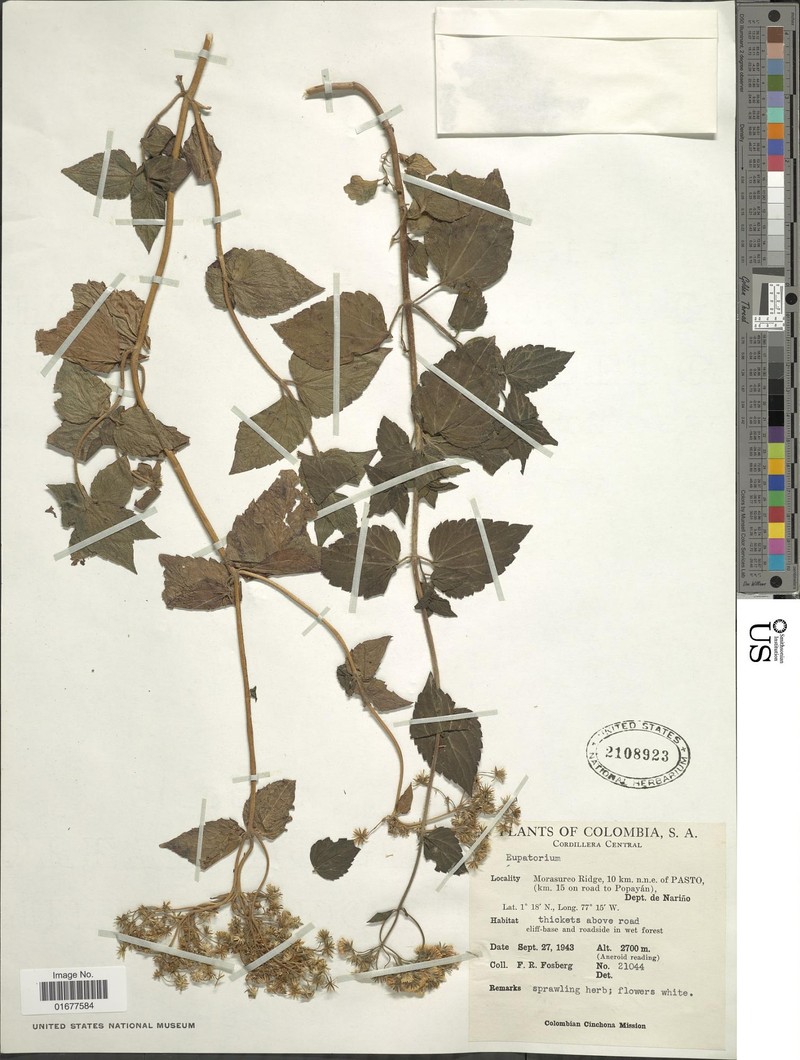 Ageratina sotarensis