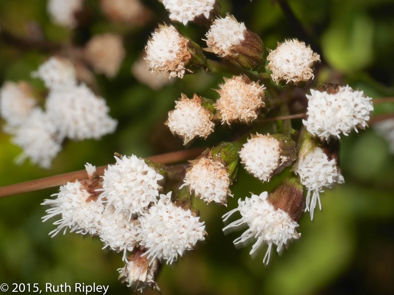 Ageratina sternbergiana photo 2