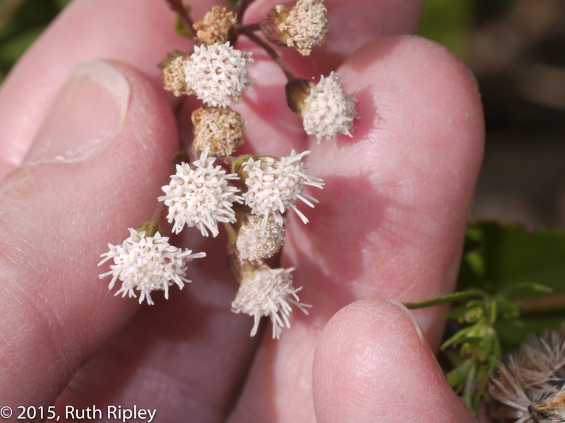 Ageratina sternbergiana photo 3