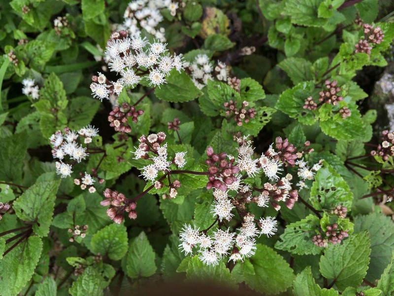 Ageratina sternbergiana photo 4