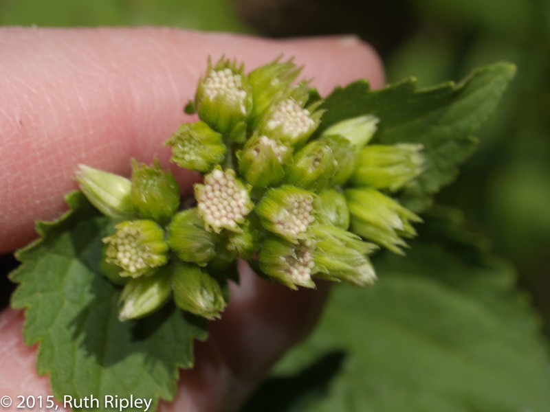 Ageratina sternbergiana photo 5