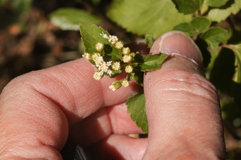 Ageratina sternbergiana photo 6