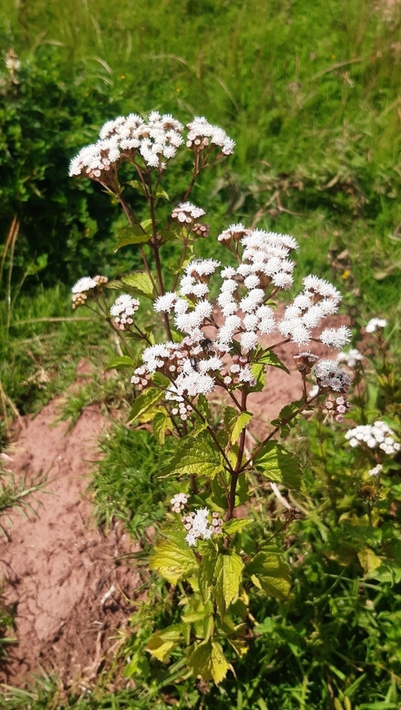 Ageratina sternbergiana photo 7