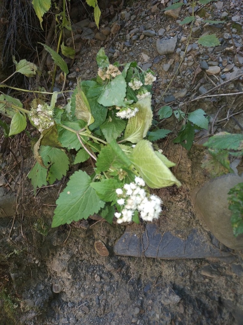 Ageratina sternbergiana photo 8
