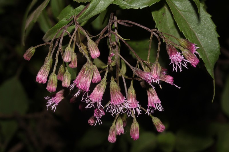 Ageratina stictophylla