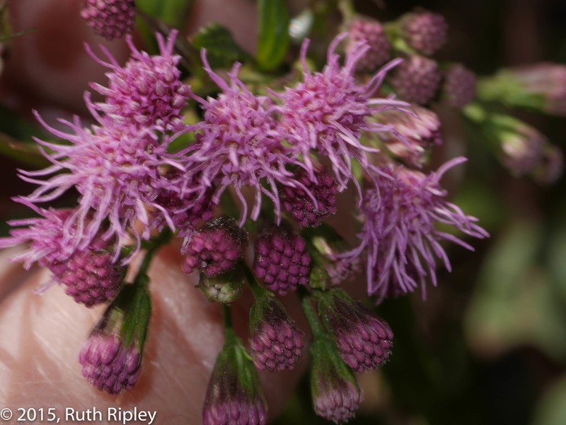 Ageratina stictophylla photo 2
