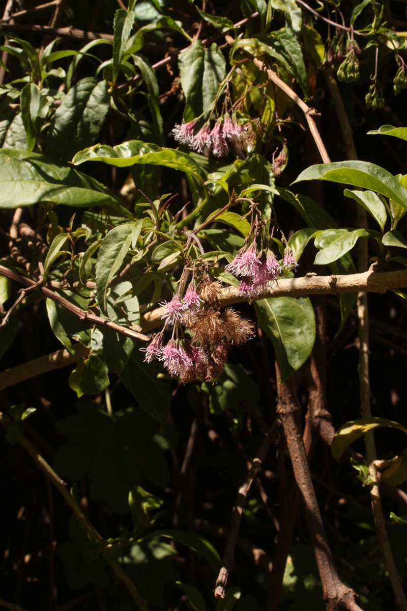 Ageratina stictophylla photo 3