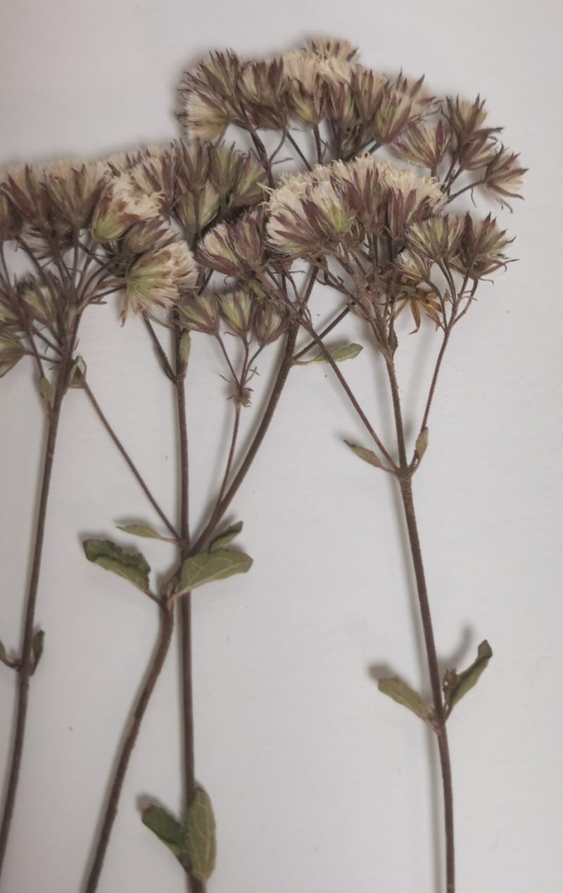 Ageratina stricta