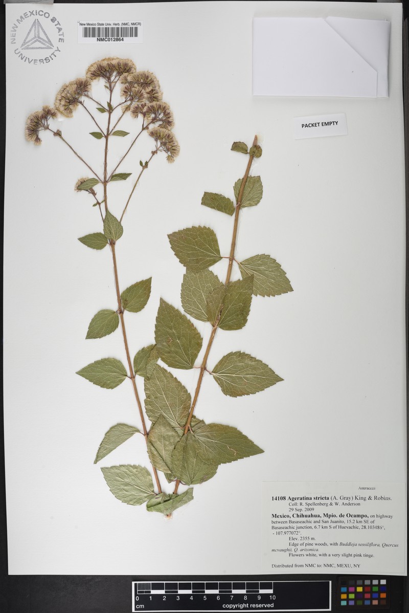 Ageratina stricta photo 2