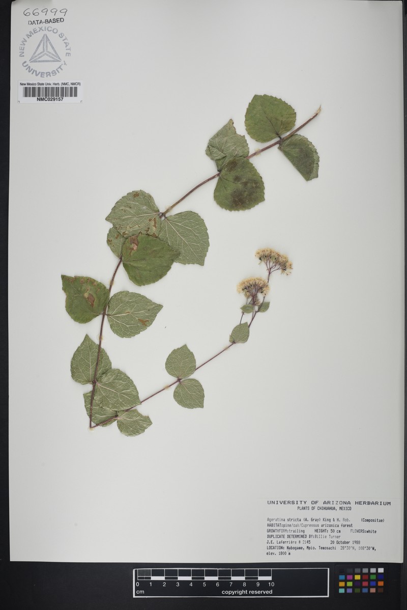 Ageratina stricta photo 3