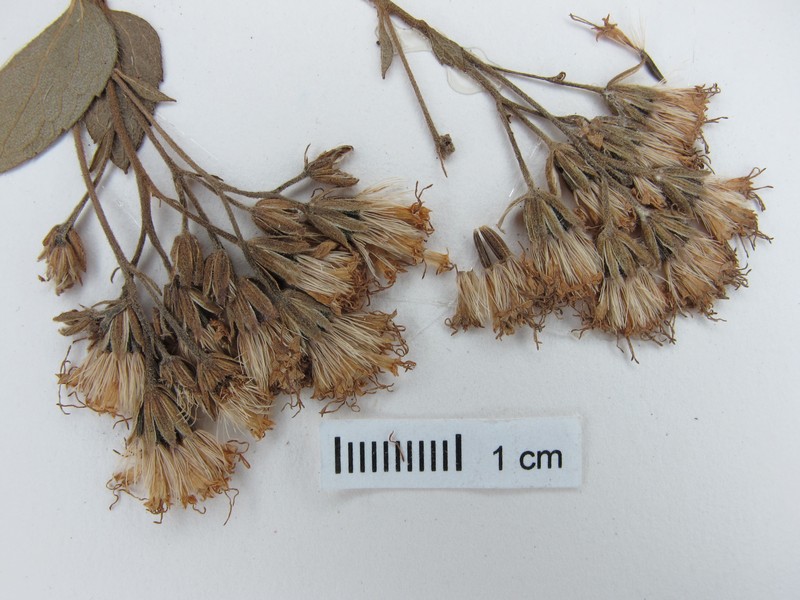 Ageratina stricta photo 4