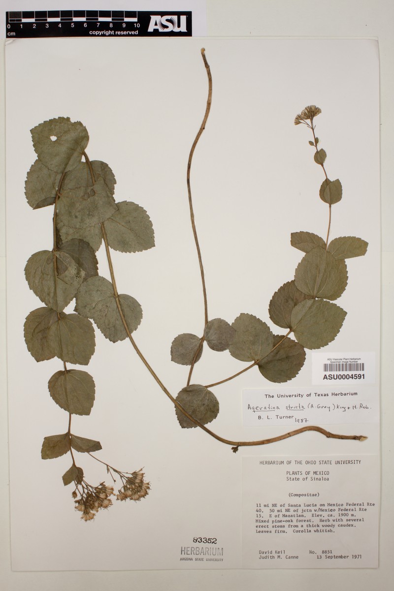 Ageratina stricta