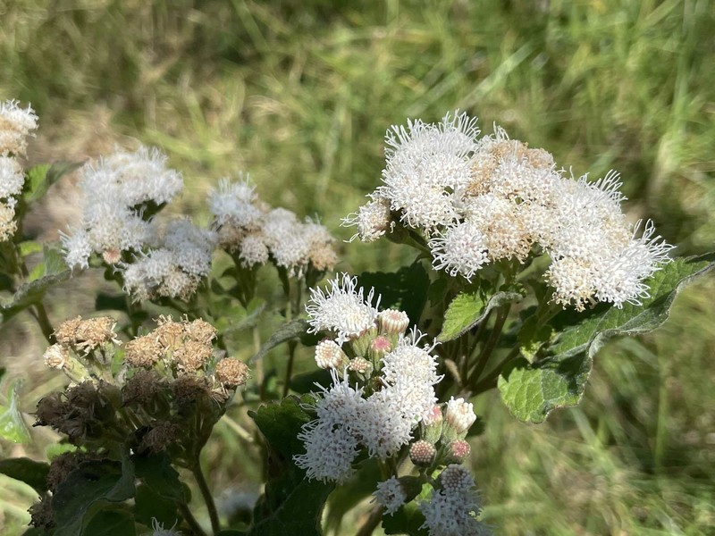 Ageratina subinclusa