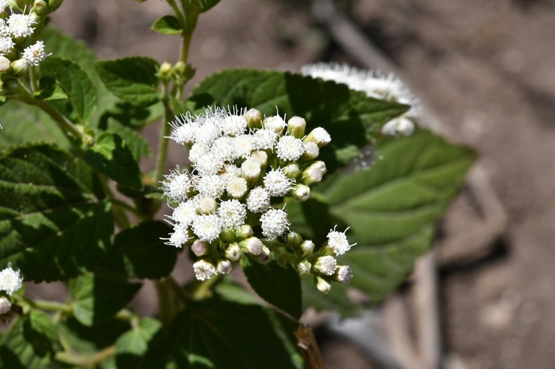 Ageratina subinclusa photo 2