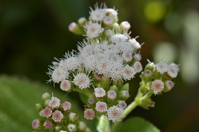 Ageratina subinclusa photo 3