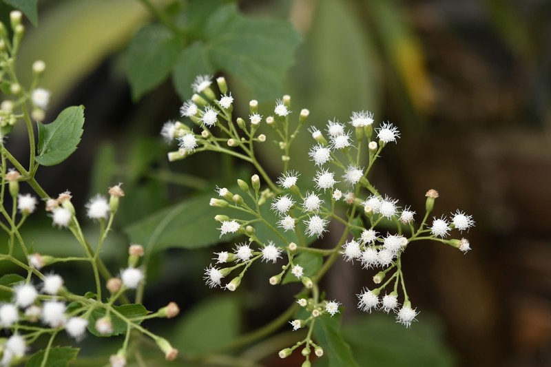 Ageratina subinclusa photo 4