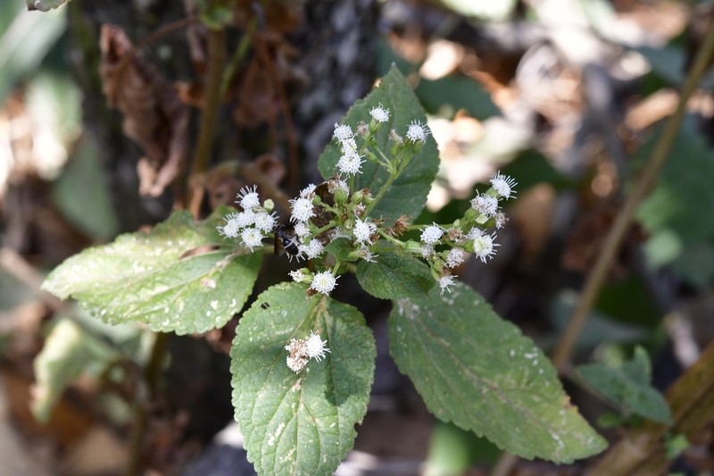 Ageratina subinclusa photo 5