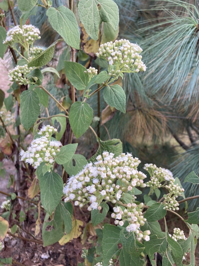 Ageratina subinclusa photo 6