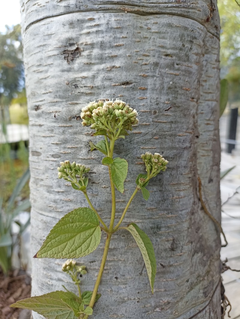 Ageratina subinclusa photo 7