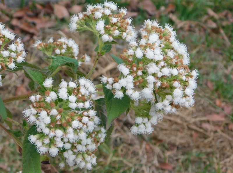 Ageratina subinclusa photo 8