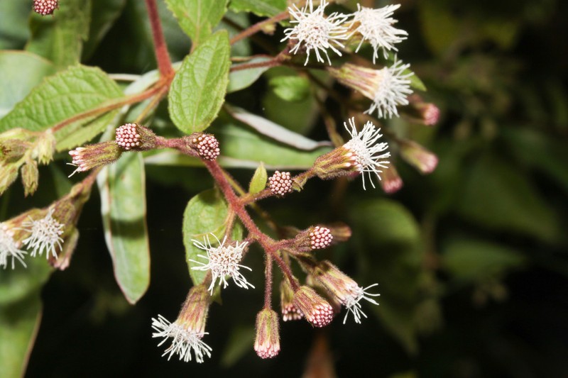 Ageratina tambillensis photo 2