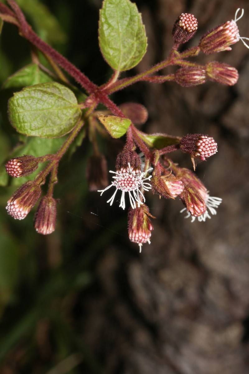 Ageratina tambillensis photo 3