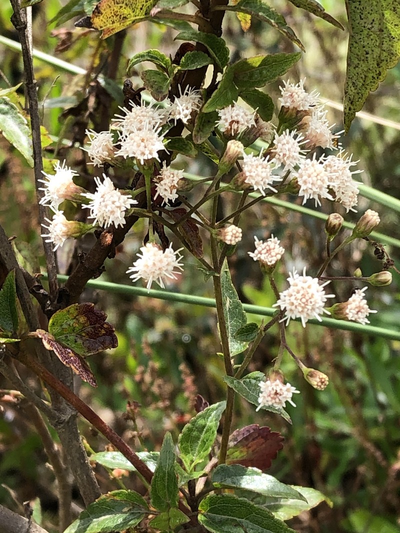 Ageratina tambillensis photo 4