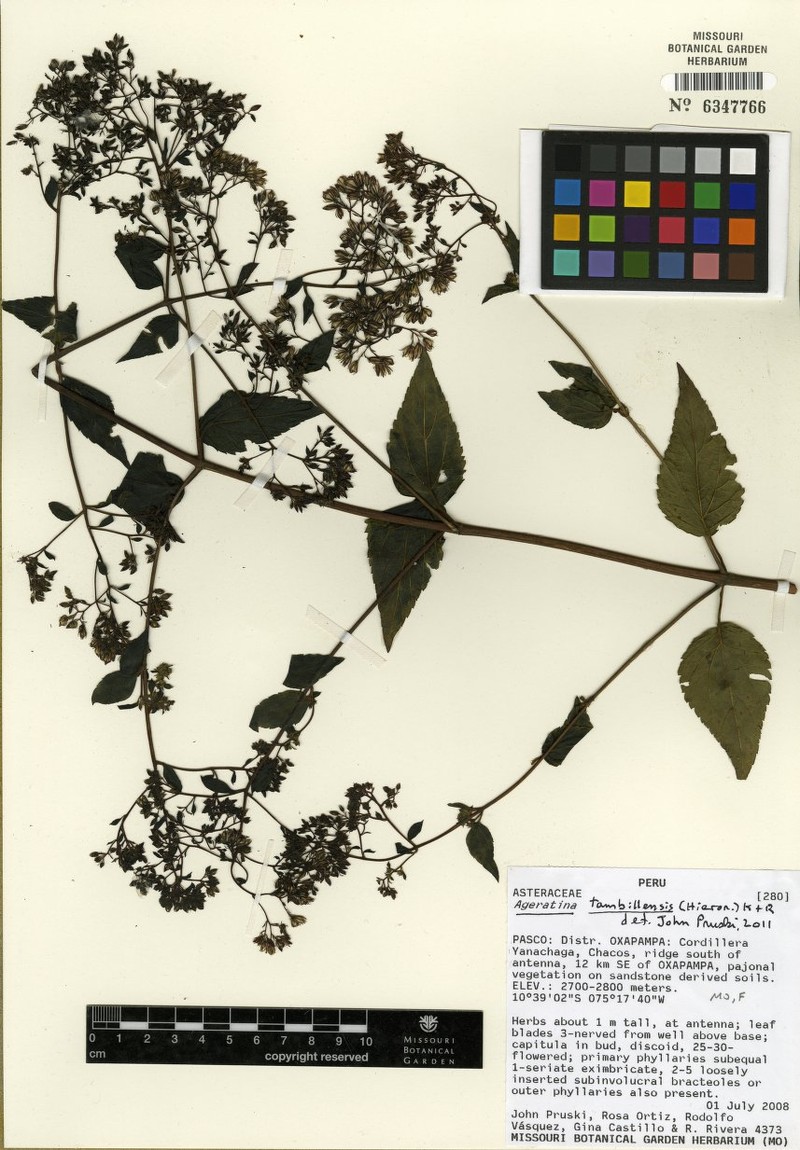 Ageratina tambillensis photo 5