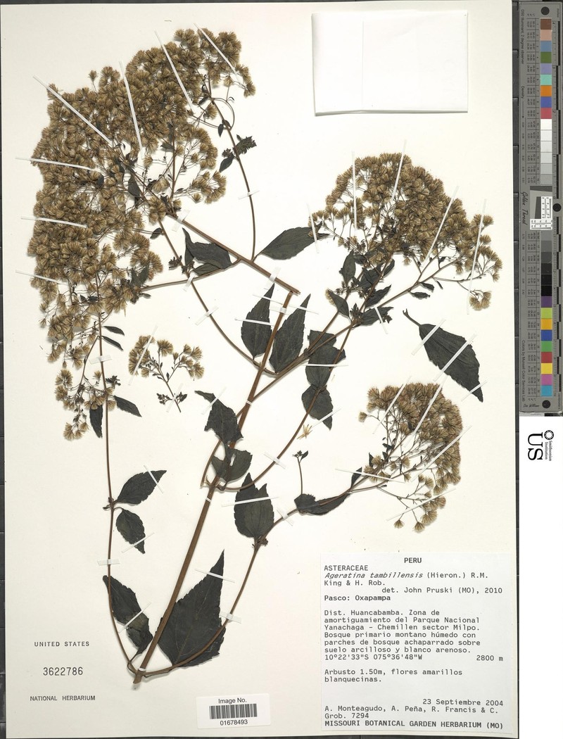 Ageratina tambillensis photo 6