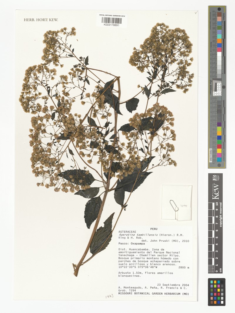 Ageratina tambillensis photo 7