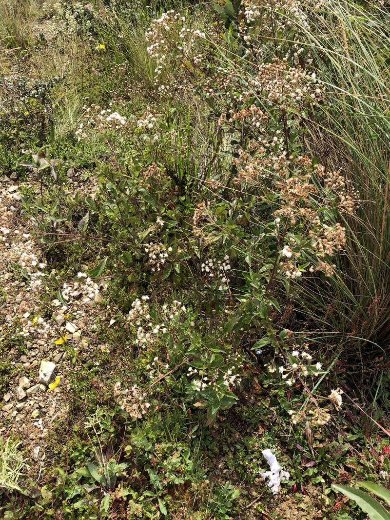 Ageratina tambillensis photo 2