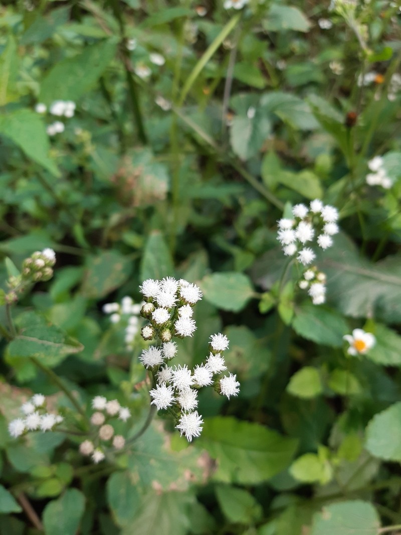 Ageratina tenuis photo 2